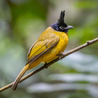 Black-crested Bulbul